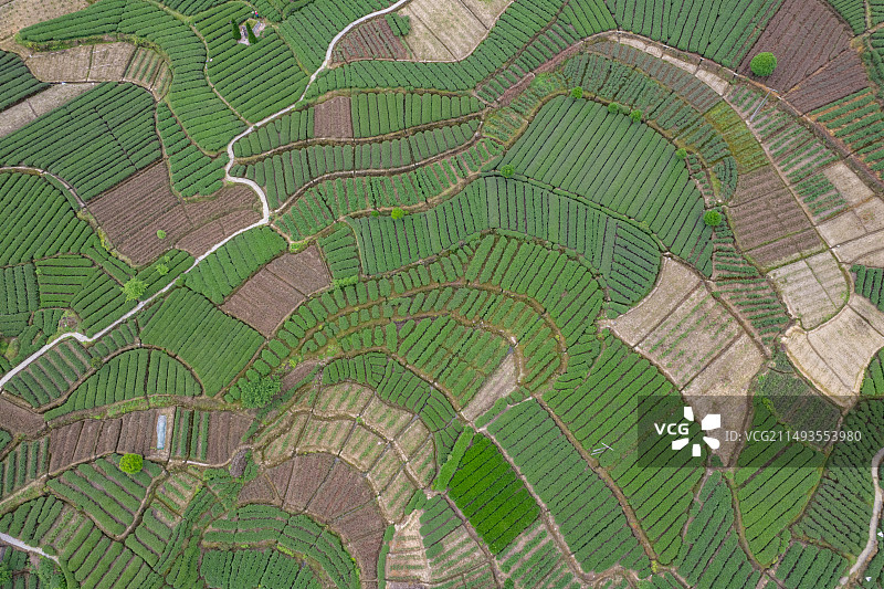 雅安名山区新店镇百里茶田航拍图片素材