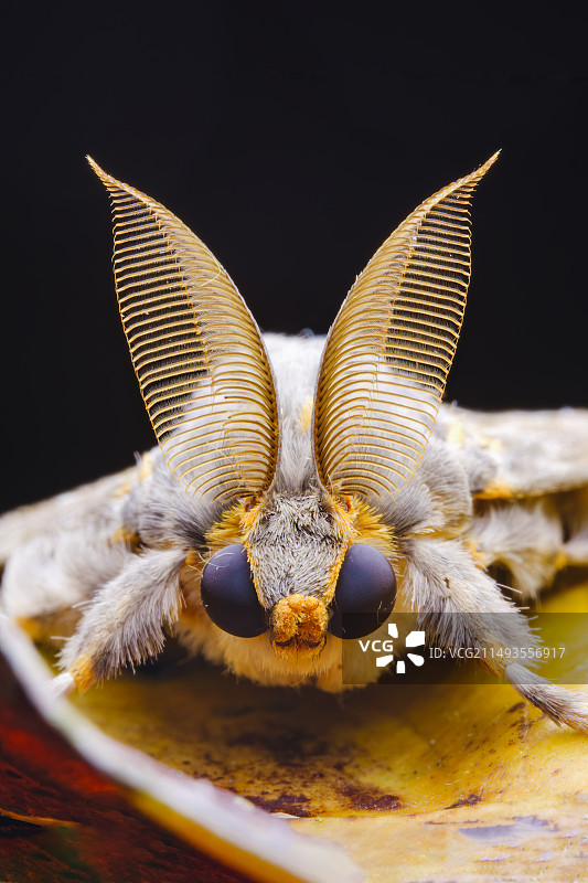 蛾子触角图片素材