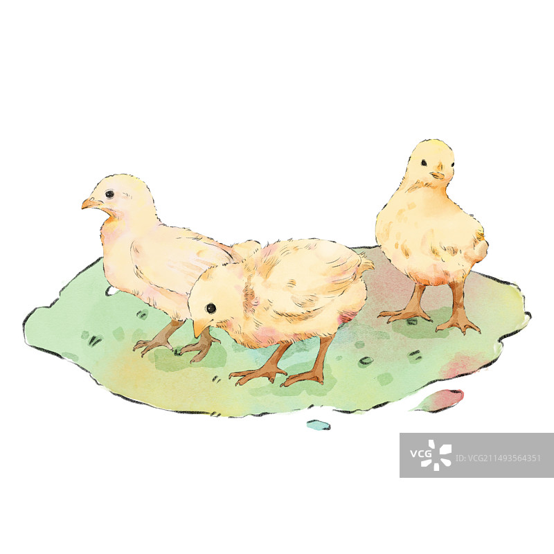 三只小鸡图片素材