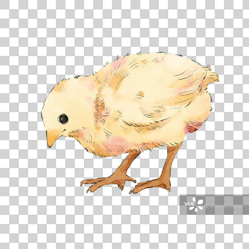 小鸡1图片素材