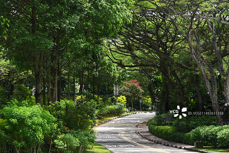 新加坡国立大学绿树成荫的园路图片素材