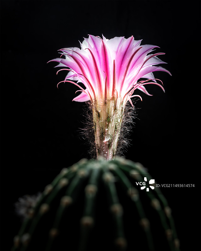 仙人球图片素材