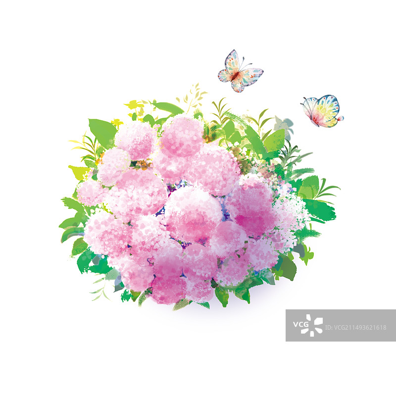 清新植物插画春天花园里观赏植物绣球鲜花与彩色蝴蝶圆形灌丛枝圆柱形花束插画图片素材