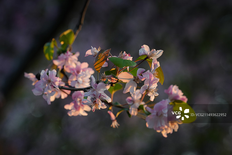 西花园海棠花图片素材