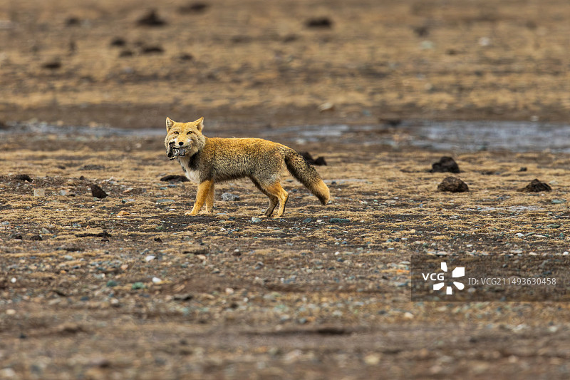 衔着食物的藏狐图片素材