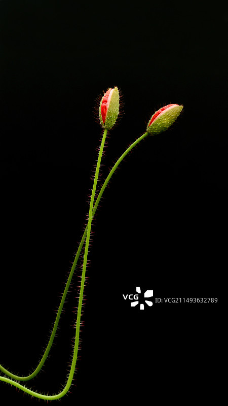 生命之歌图片素材