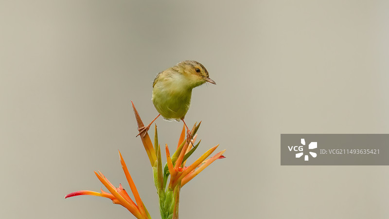 自在鹪莺图片素材