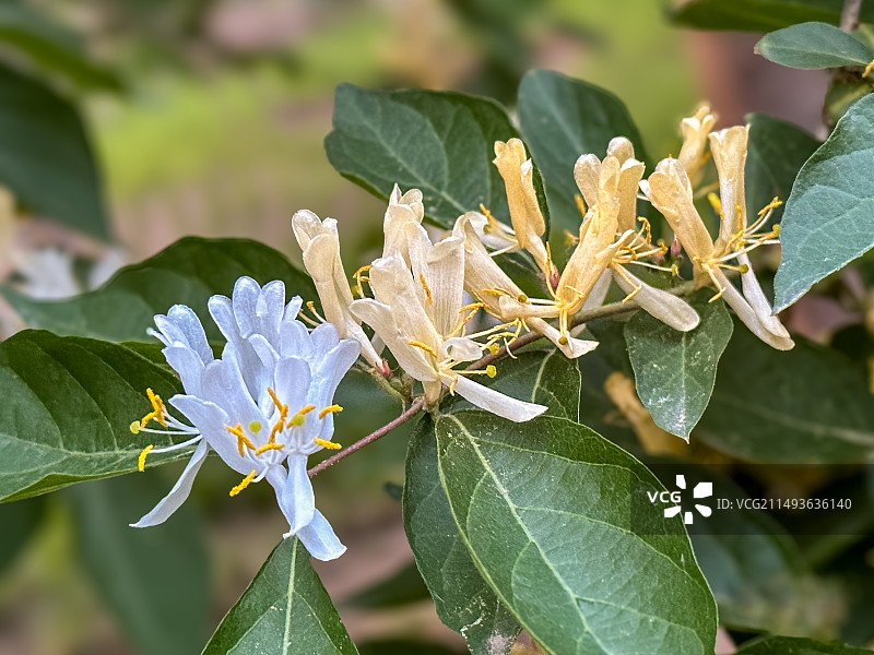 金银忍冬花图片素材