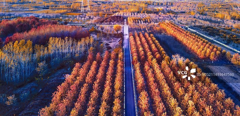 【层林尽染】 魅力西海岸张家楼枫林图片素材