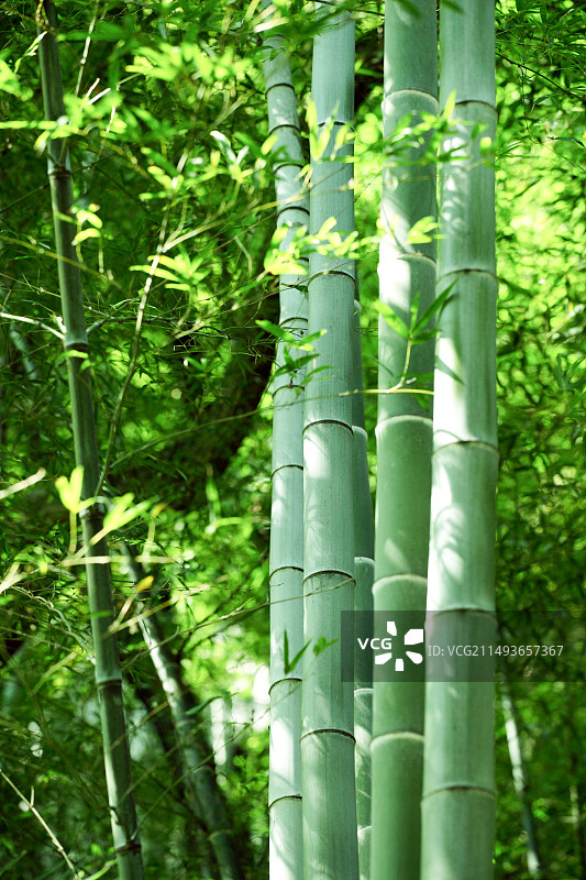 中国浙江省淳安县“千岛湖”风光图片素材