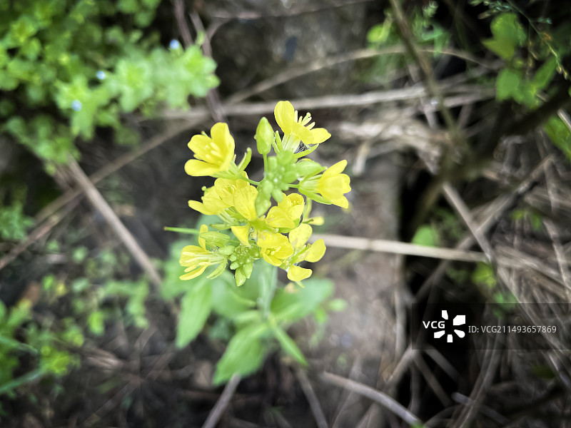 芥菜图片素材