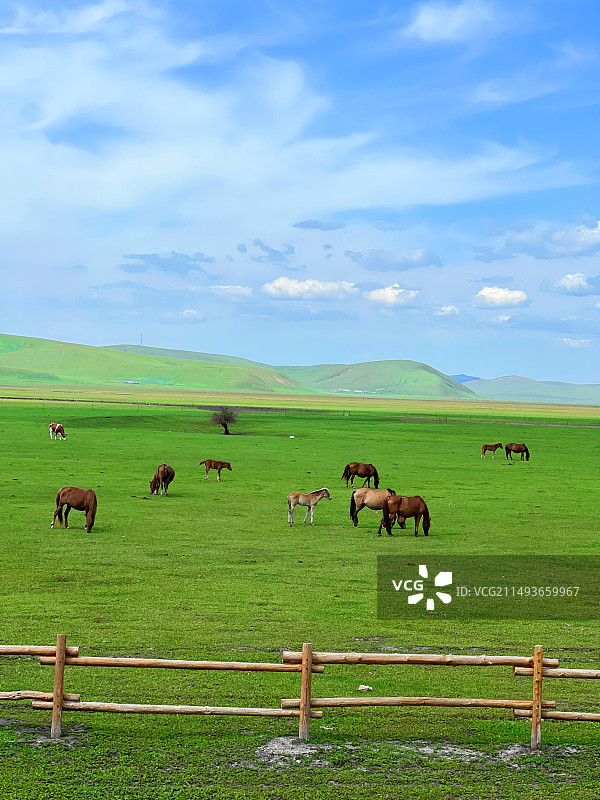 呼伦贝尔大草原莫日格勒河，九曲十八弯图片素材