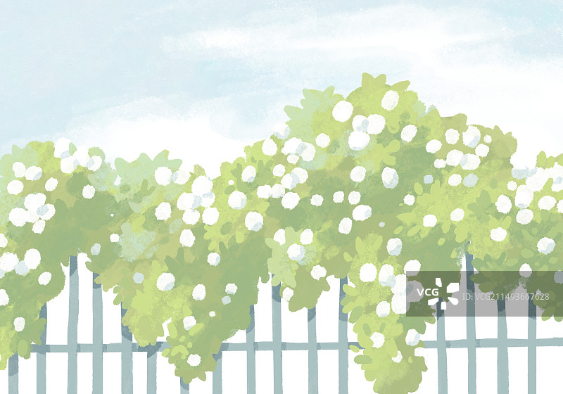 白色蔷薇花木香花篱笆插画图片素材