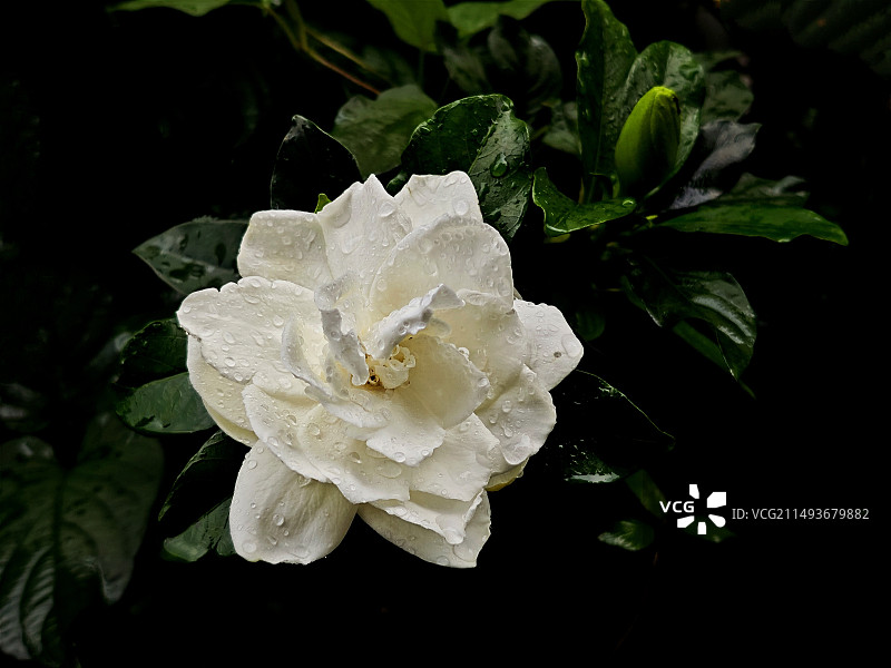 栀子花图片素材