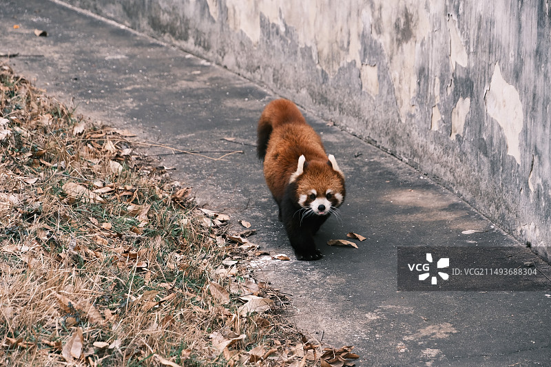 合肥野生动物园 小熊猫图片素材