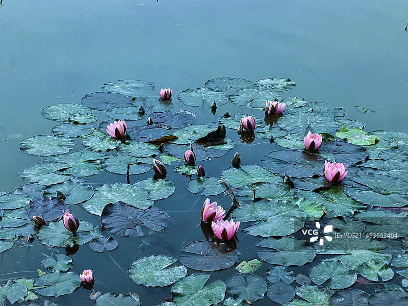 一片睡莲温榆河公园图片素材