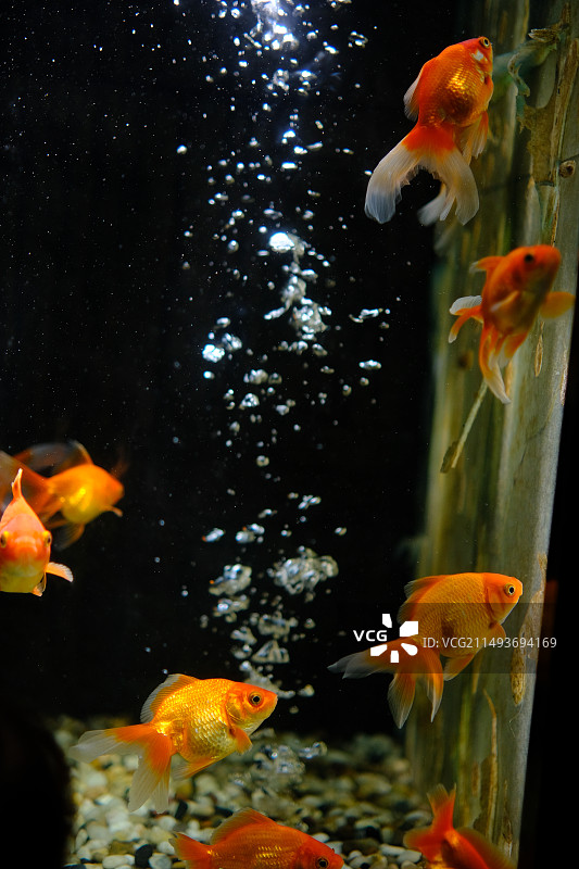 鱼缸中的金鱼图片素材