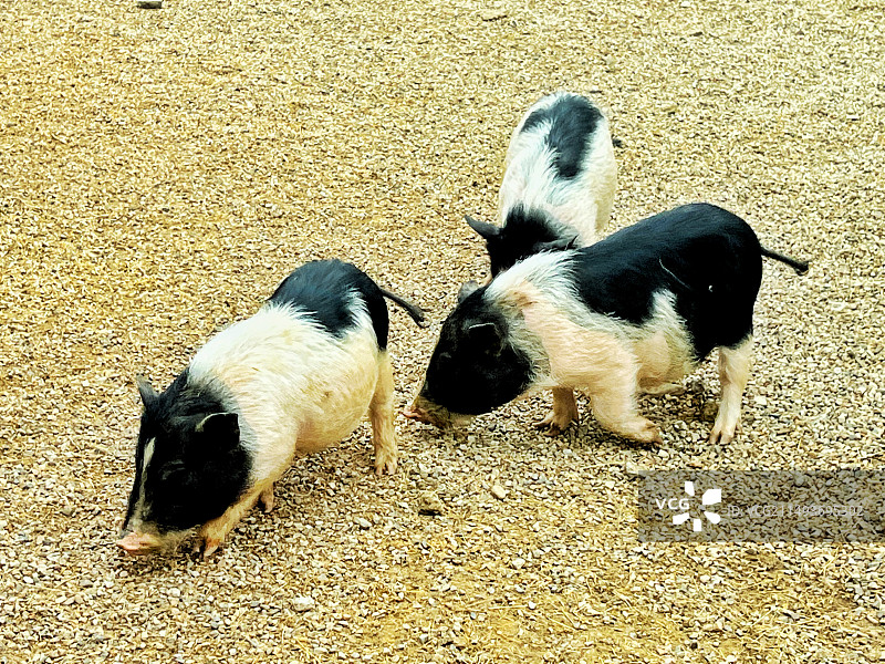 藏香猪图片素材
