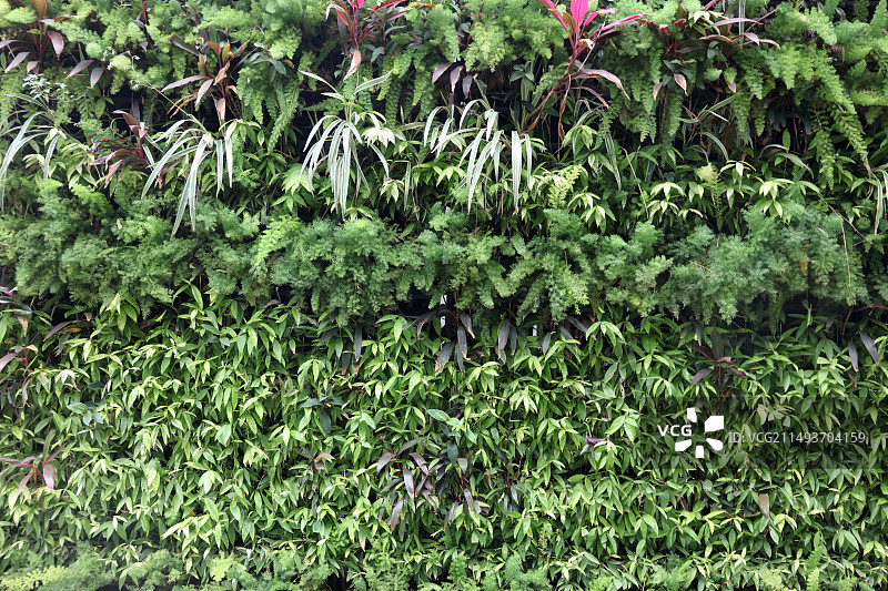 花和大面积绿色植物素材图片素材