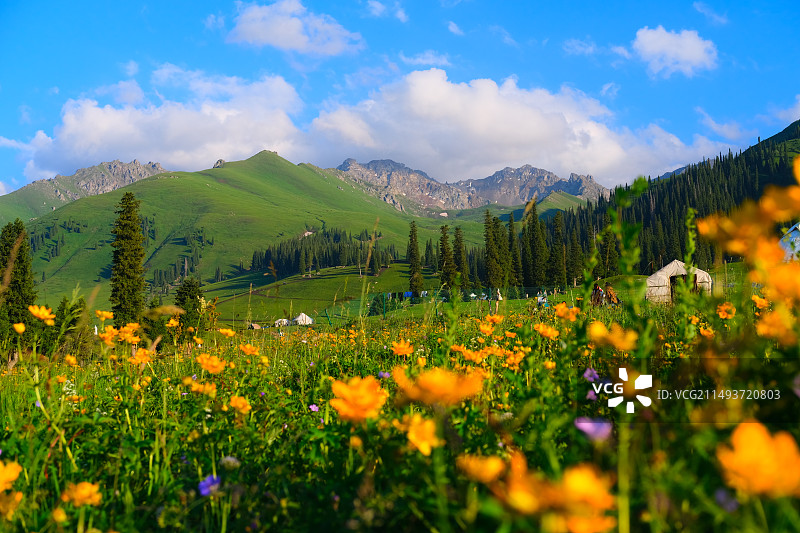 草原上开花植物景观图片素材