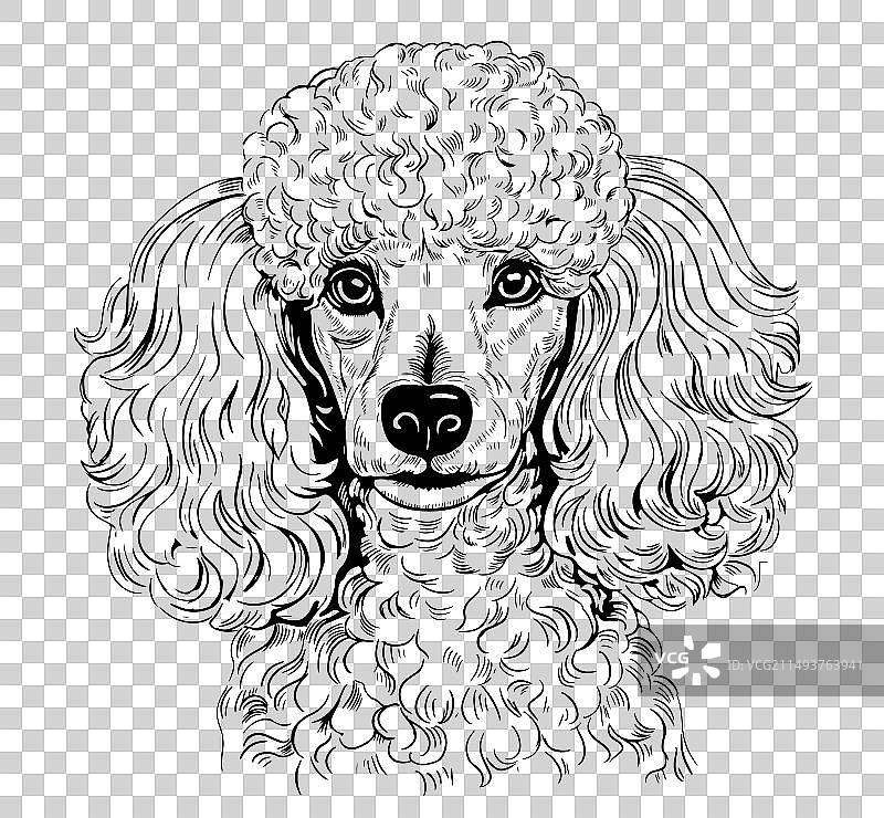 手绘素描可爱玩具贵宾犬肖像图片素材