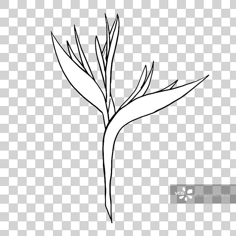 线条艺术天堂鸟蕉图片素材