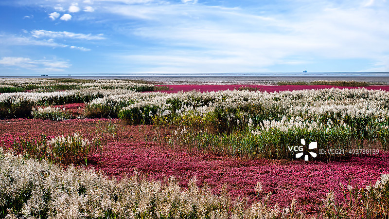 辽宁盘锦红海滩图片素材
