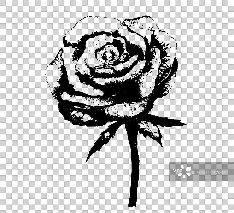 黑白玫瑰花绘画图片素材