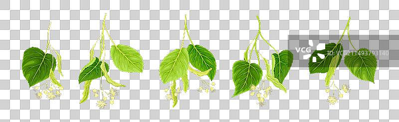 带有绿叶和花朵的盛开椴树枝图片素材