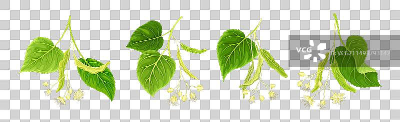 带有绿叶和花朵的盛开椴树枝图片素材