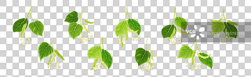 带有绿叶和花朵的盛开椴树枝图片素材