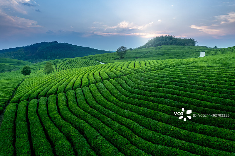 茶园春色图片素材