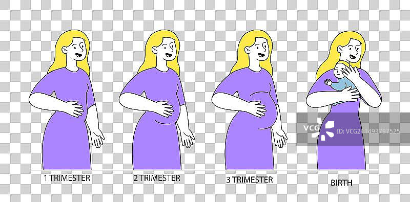 怀孕阶段线性图图片素材