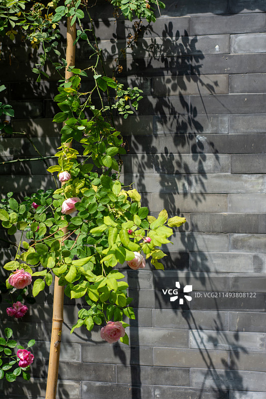 大兴善寺花墙图片素材