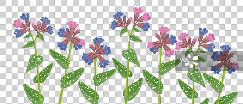 绘制野花肺草图片素材