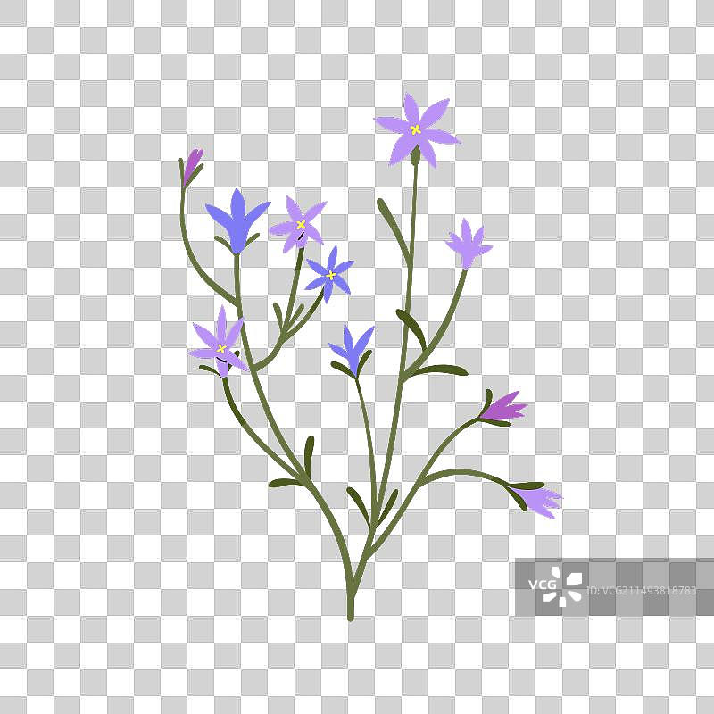 风铃草春季花枝田野图片素材