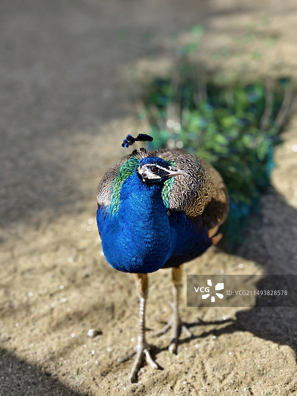 蓝孔雀图片素材