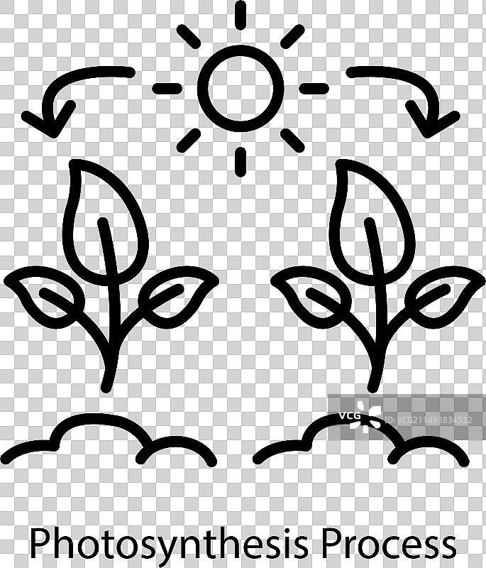 光合作用过程图片素材