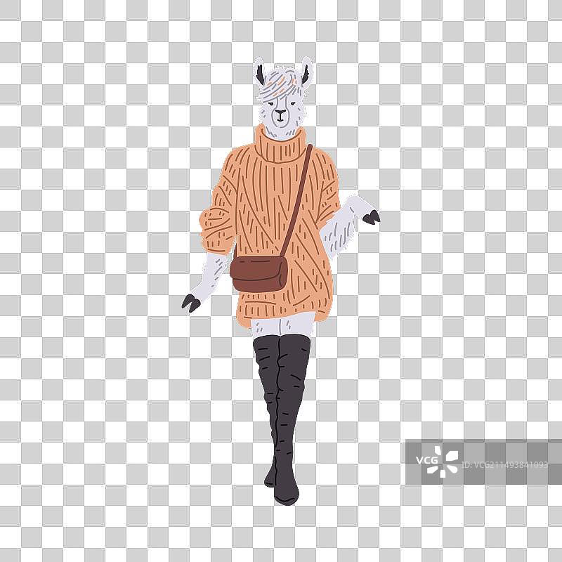 穿着毛衣和靴子的时髦羊驼图片素材