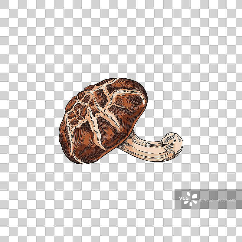 手绘香菇图片素材