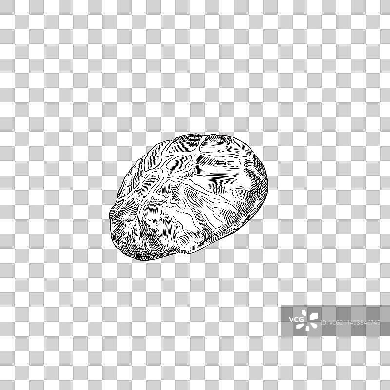 香菇菌帽手绘素描图片素材