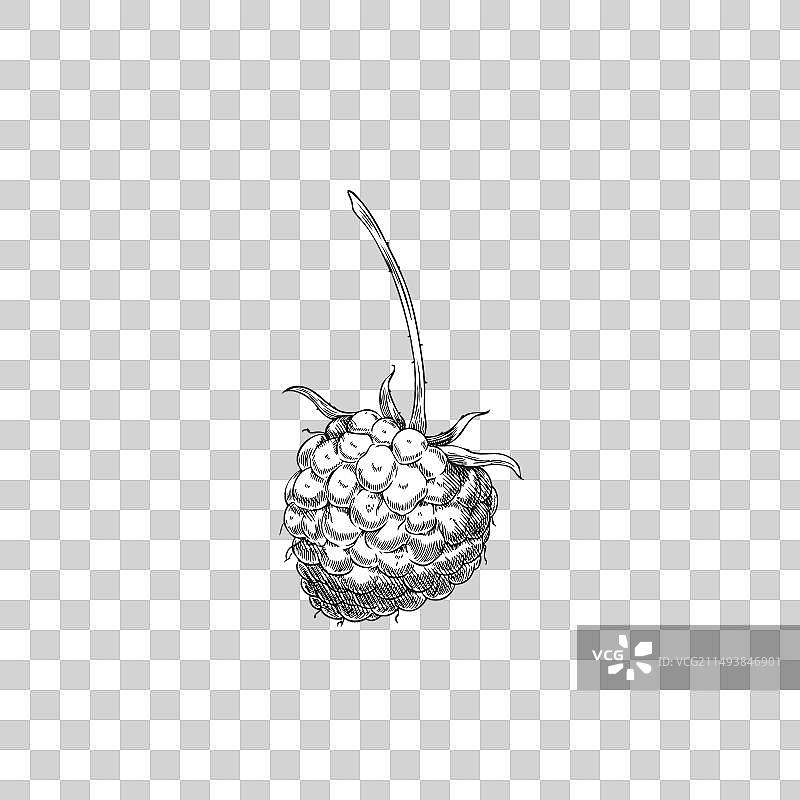 手绘黑白花卉草图图片素材