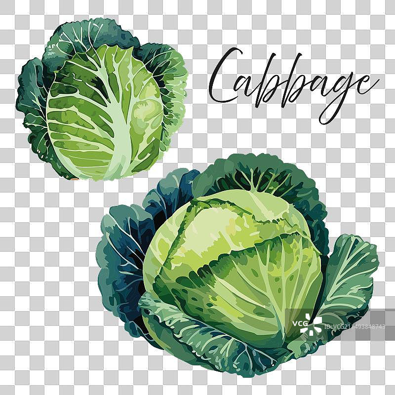 卷心菜图片素材