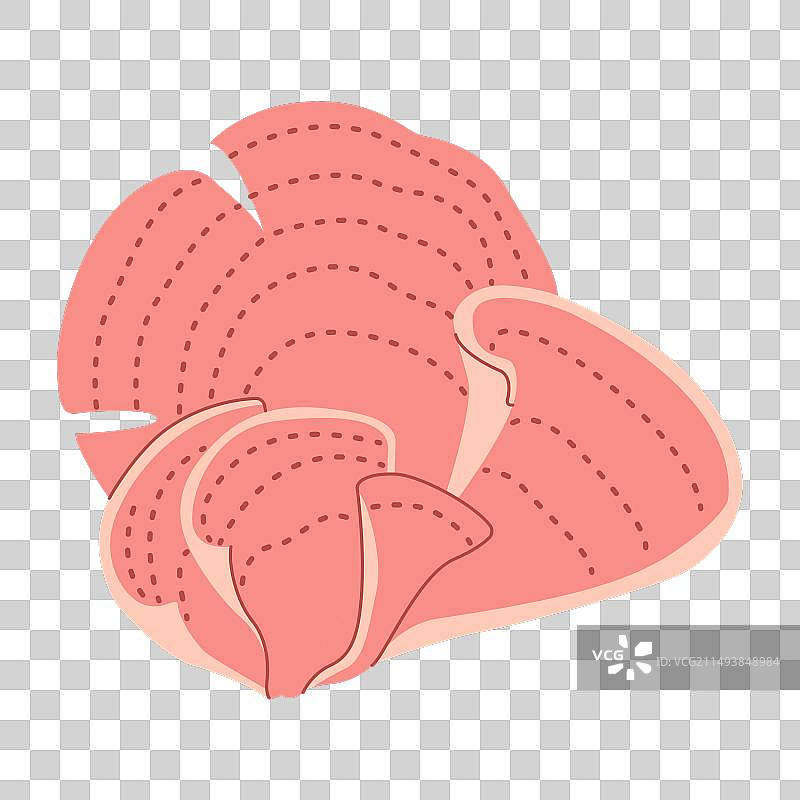 花瓶珊瑚帽手绘异国情调的珊瑚礁图片素材