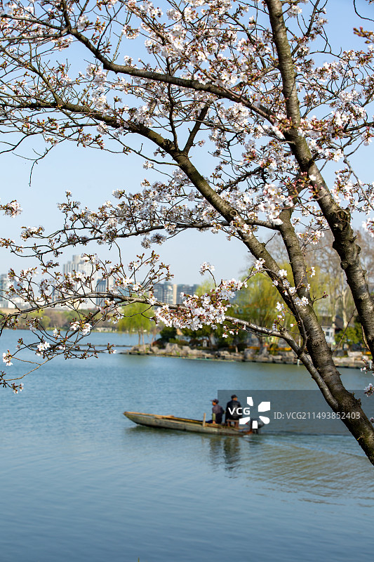 南京玄武湖盛开的樱花图片素材