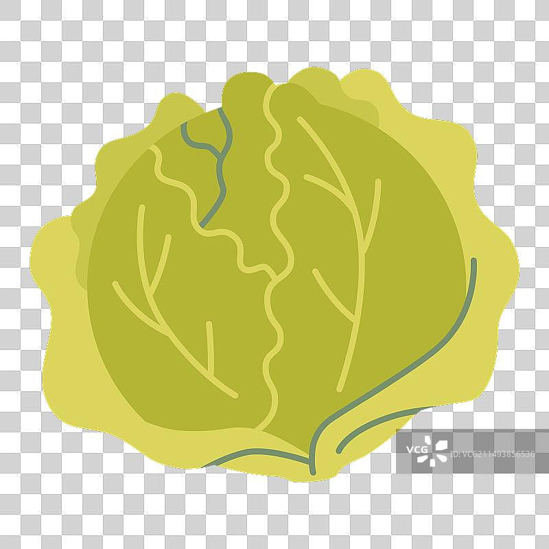 卡通风格的白菜，白色背景图片素材