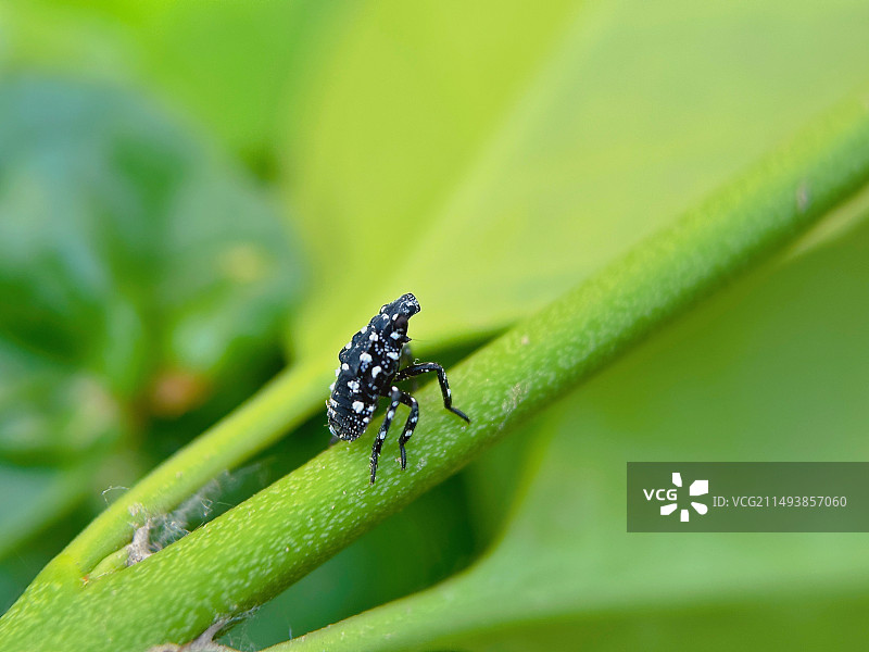 斑衣蜡蝉图片素材