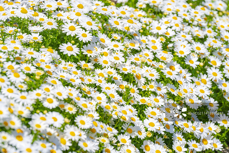 绽放中的小雏菊图片素材