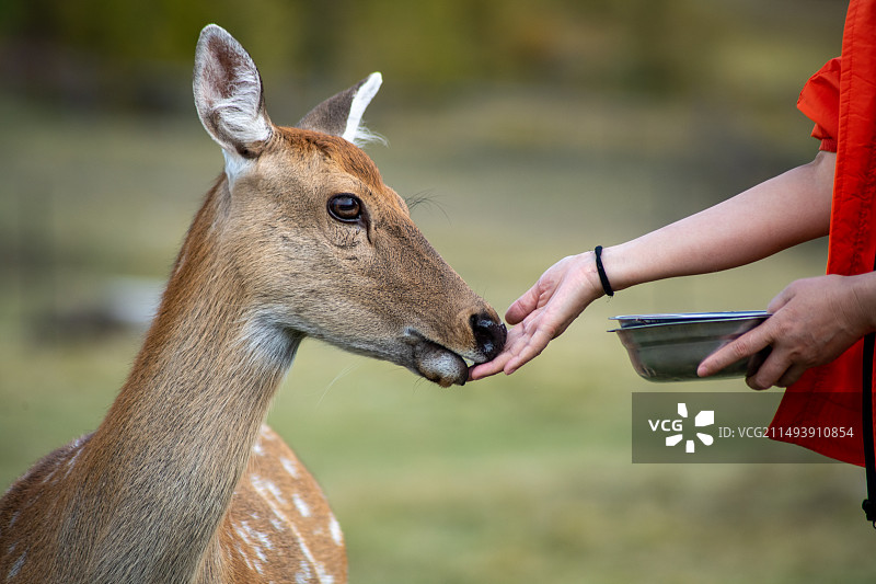 亚洲年轻女性正在用手喂一只梅花鹿吃草图片素材