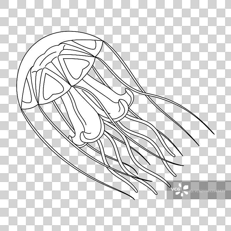 黑白线条水母图片素材